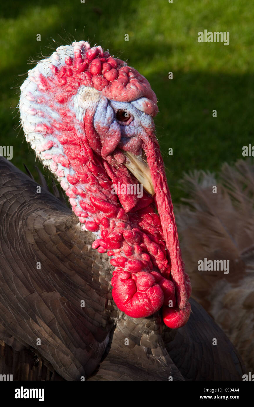 Head detail   A close-up of the Snood of a Common domestic Turkey, Hawes, North Yorkshire, UK Stock Photo