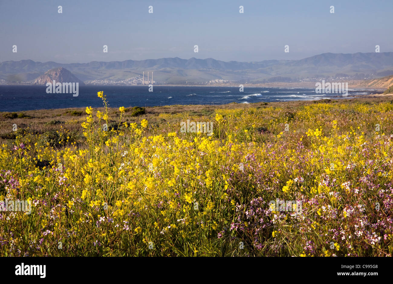 CALIFORNIA - Morro Rock from a flower covered meadow on the Bluff Trail in Montana de Oro State Park. Stock Photo