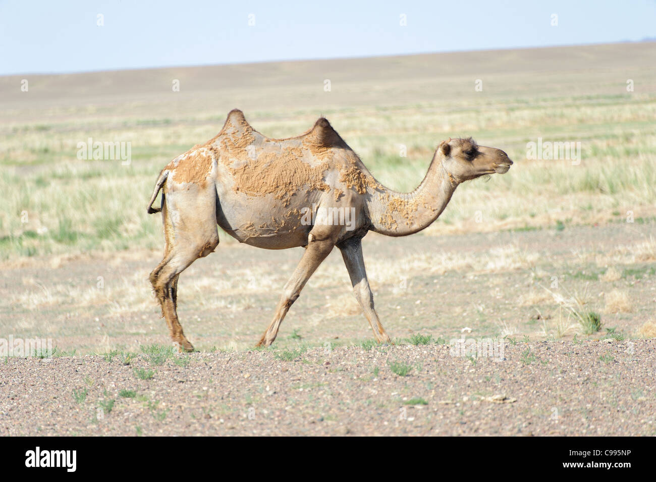 Camels in Gobi Desert, Gobi Gurvansaikhan National Park, Mongolia Stock Photo