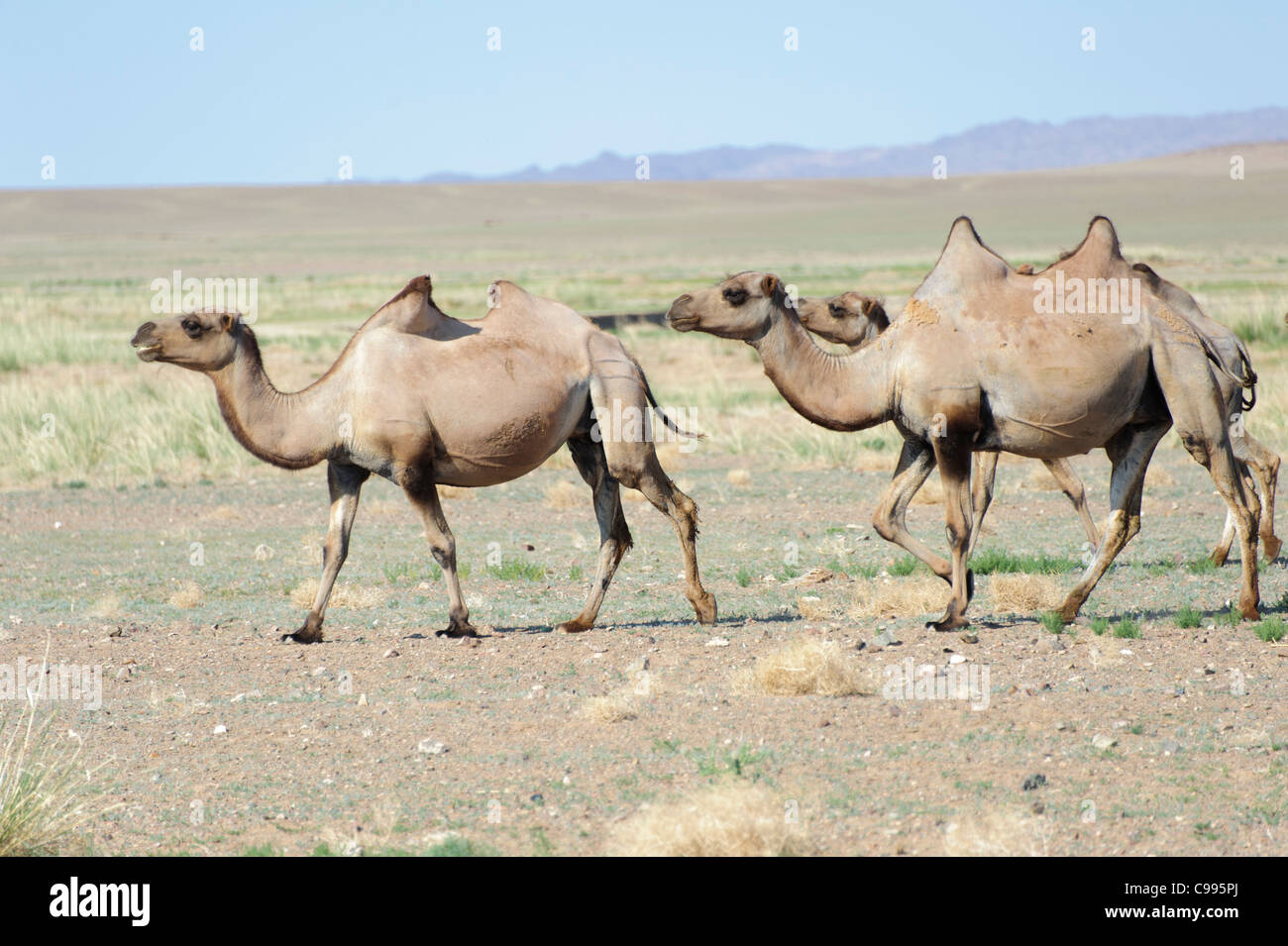 Camels in Gobi Desert, Gobi Gurvansaikhan National Park, Mongolia Stock ...