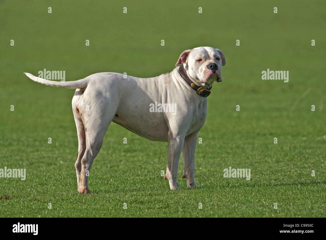 Red Birdie Stripe Standing Bulldog Poll main image 1
