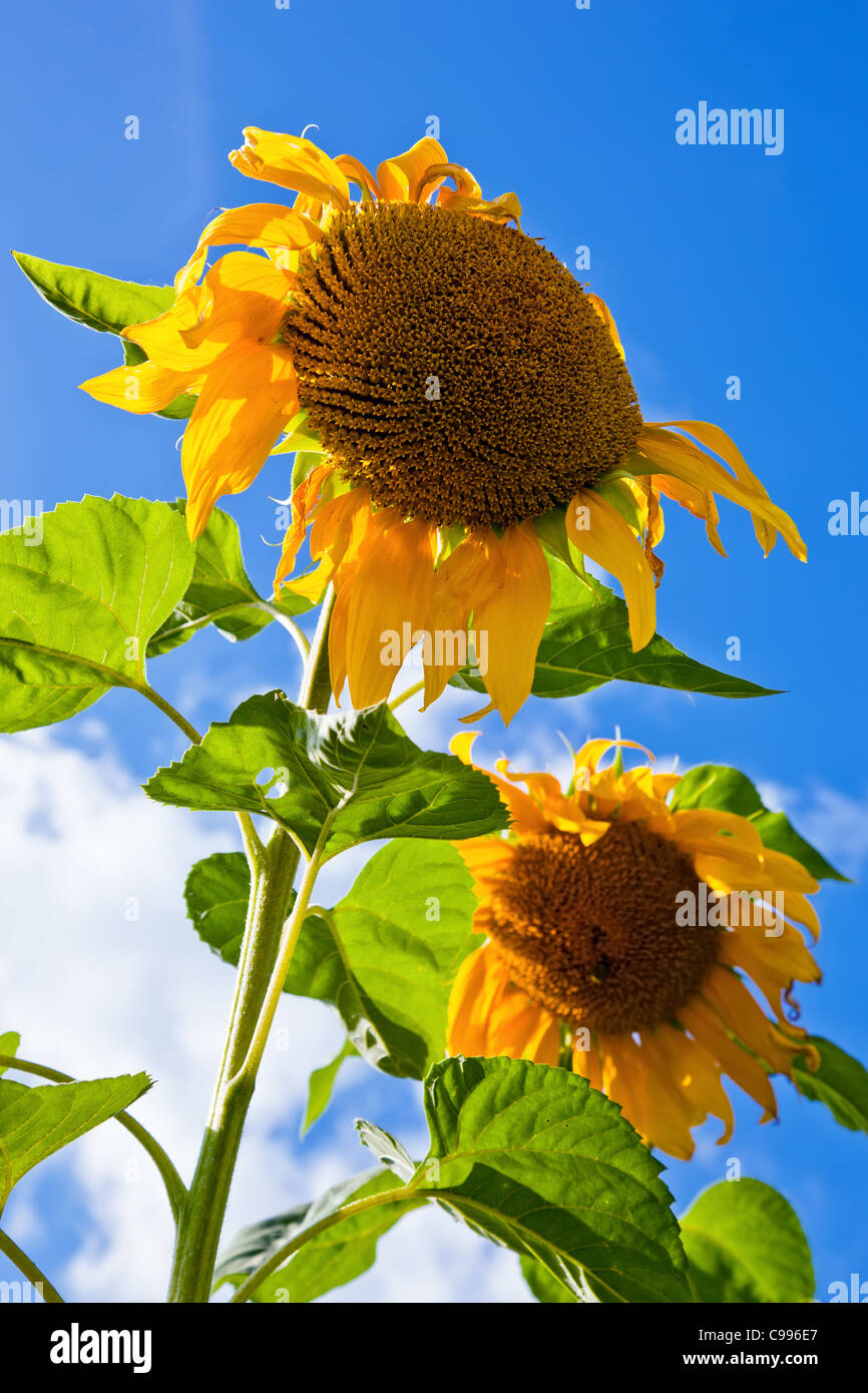 Beautiful sunflowers in the field against blue sky Stock Photo - Alamy