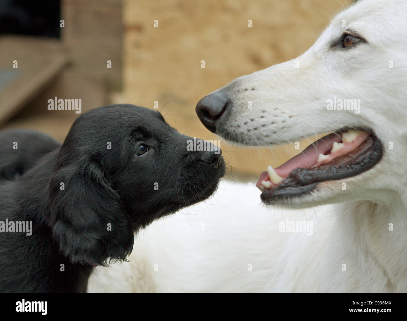 white flat coated retriever