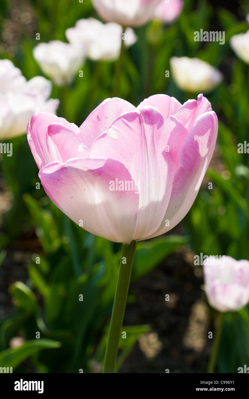 Pink Tulips at the Franklin Park Conservatory in Columbus, Ohio. Stock Photo