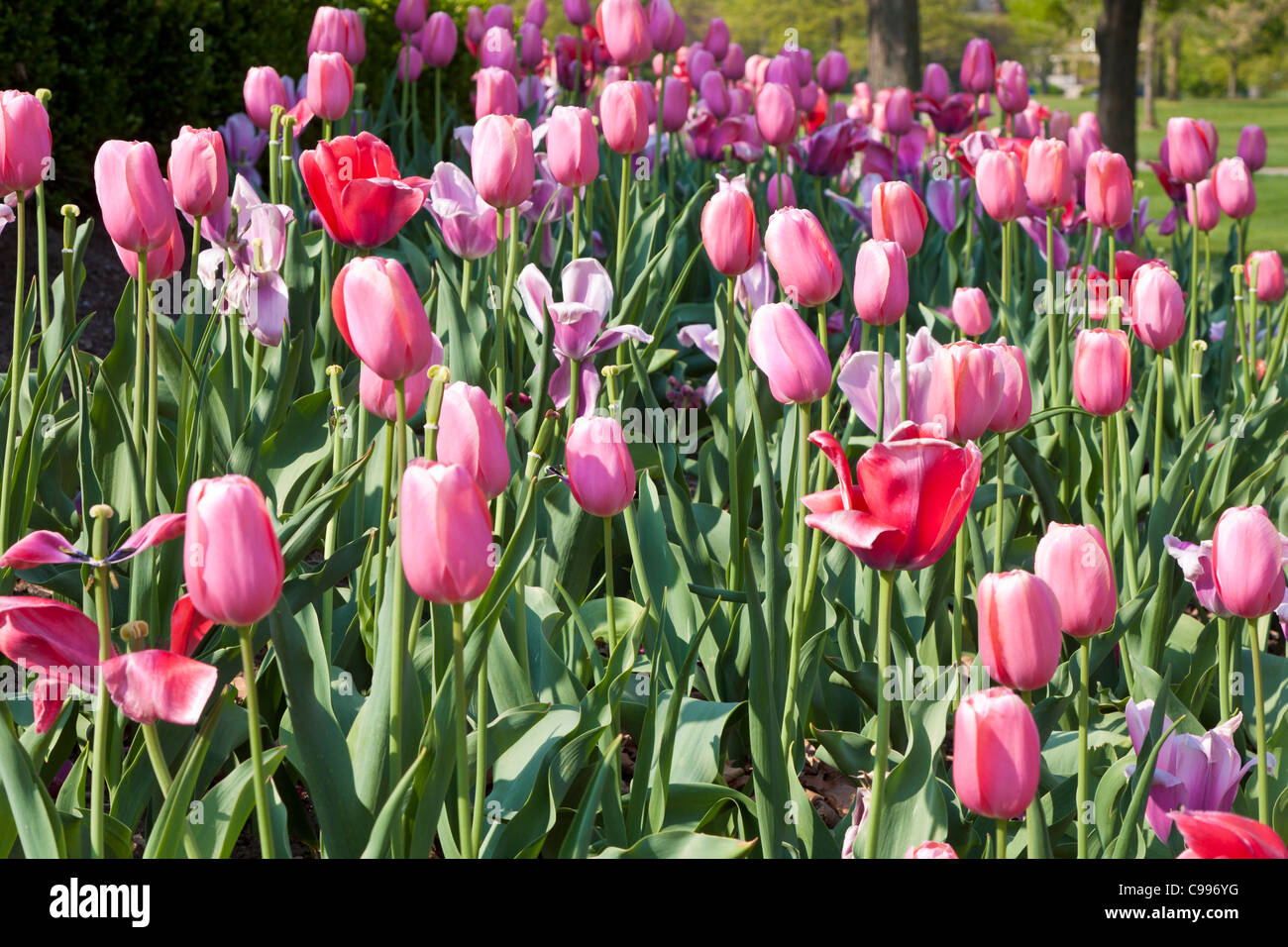 Pink Tulips at the Franklin Park Conservatory in Columbus, Ohio. Stock Photo