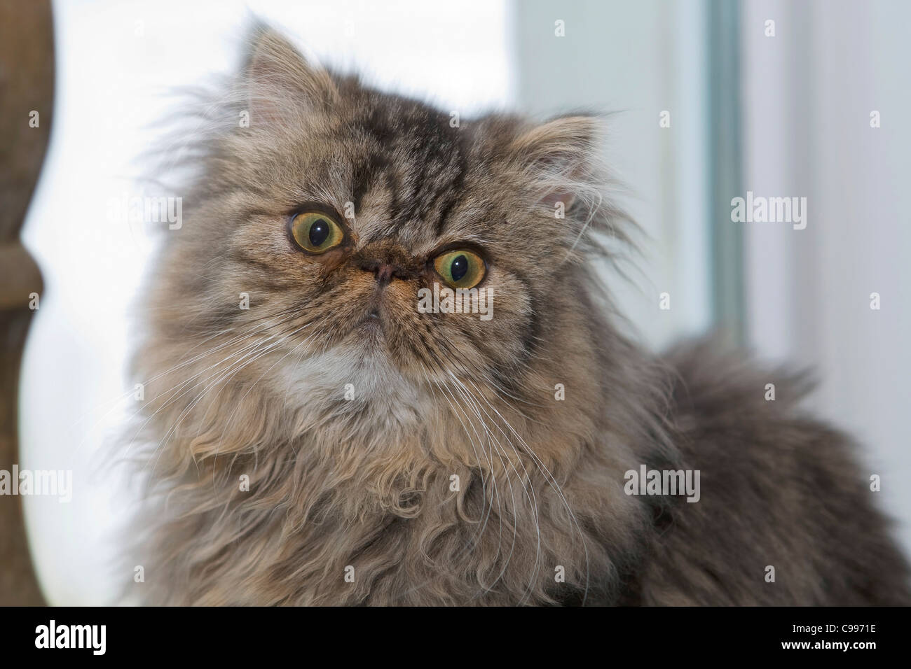 Persian cat portrait Stock Photo - Alamy