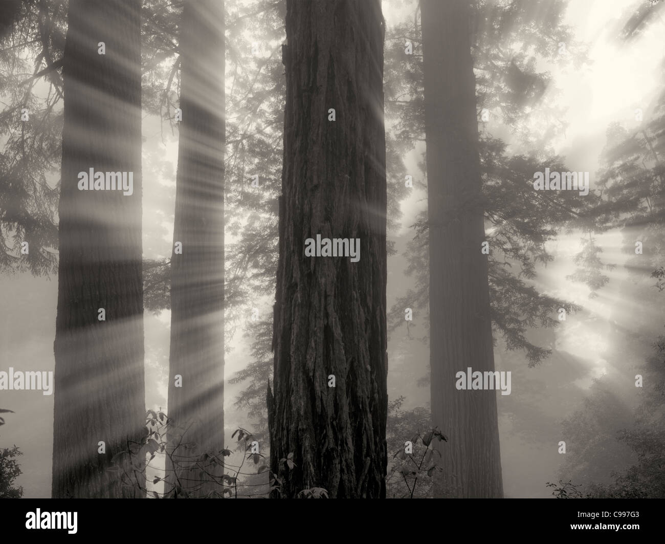 Redwood trees in Lady Bird Johnson Grove. Redwood National and State Parks, California Stock Photo