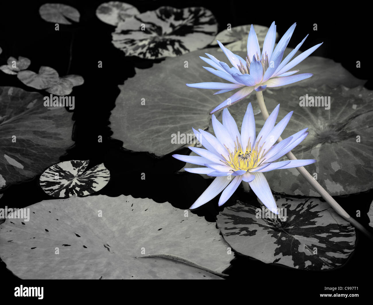 Blue Lily High Resolution Stock Photography and Images - Alamy