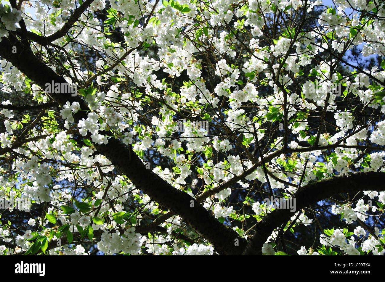 A mass of white cherry blossom UK Stock Photo