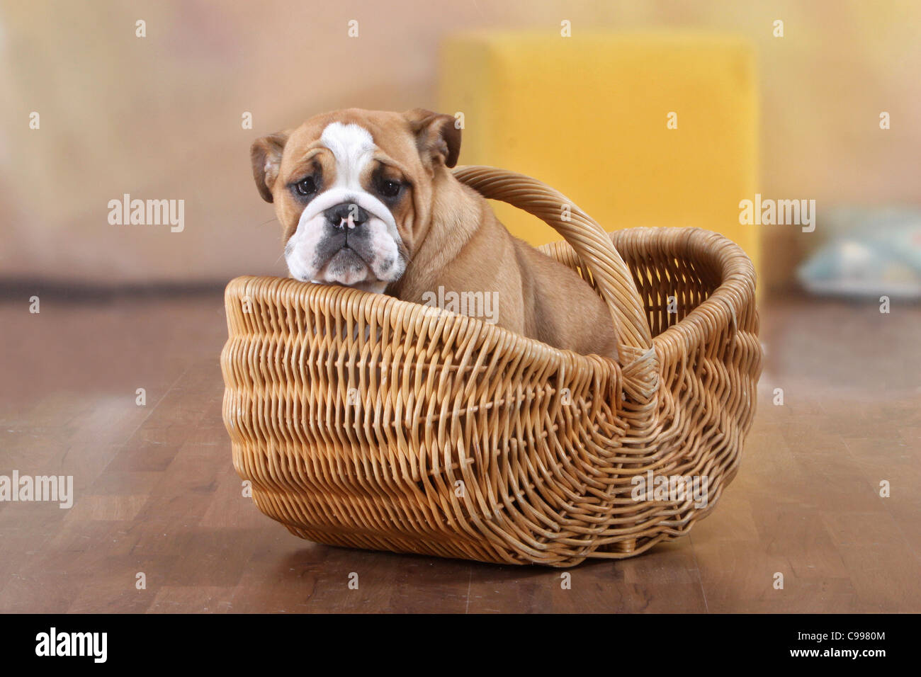 English bulldog puppy basket hi-res stock photography and images - Alamy