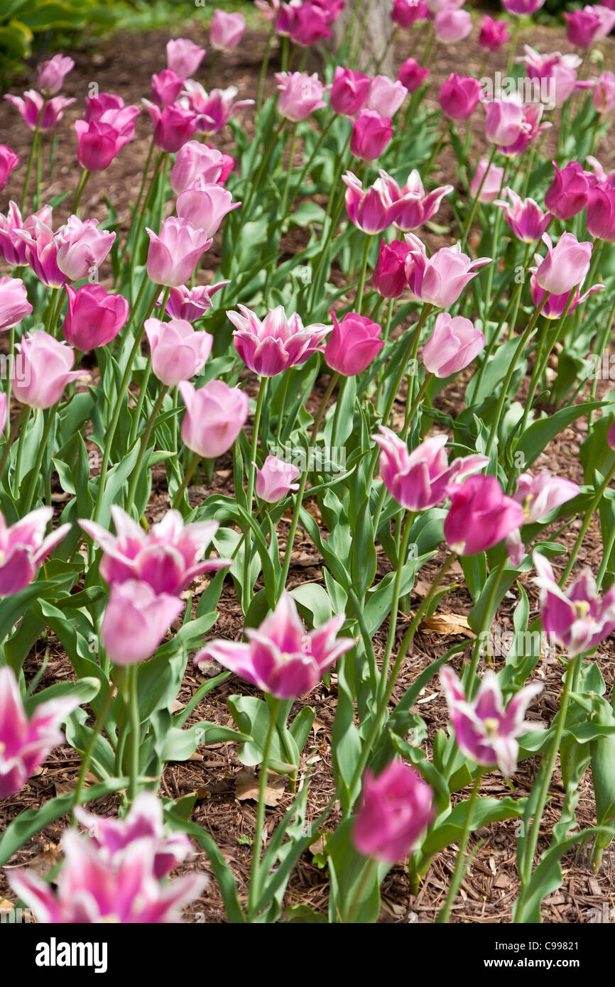 Pink and purple Tulips at the Franklin Park Conservatory in Columbus, Ohio. Stock Photo