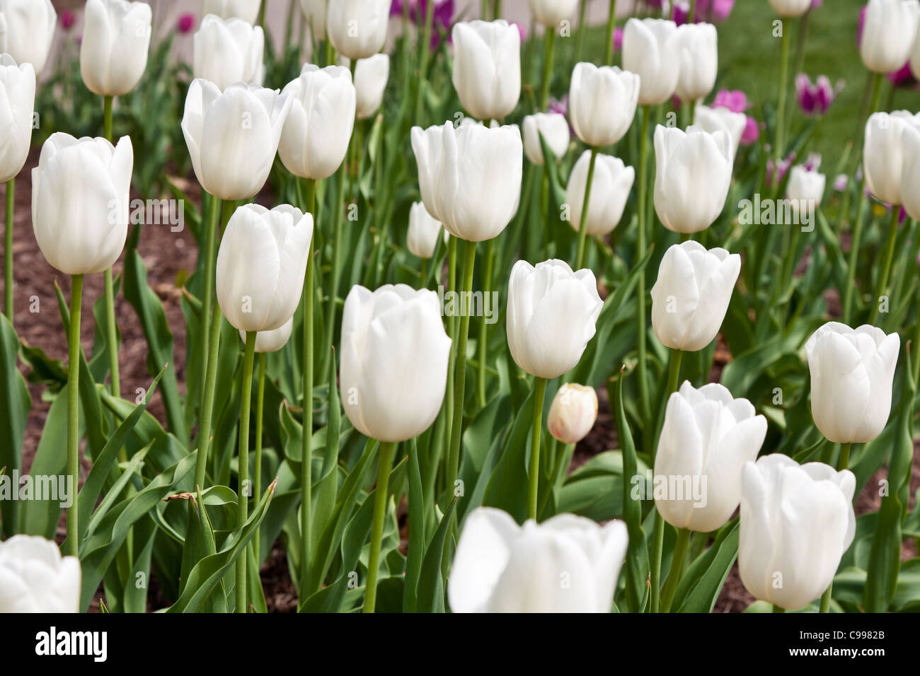 White Tulips at the Franklin Park Conservatory in Columbus, Ohio. Stock Photo