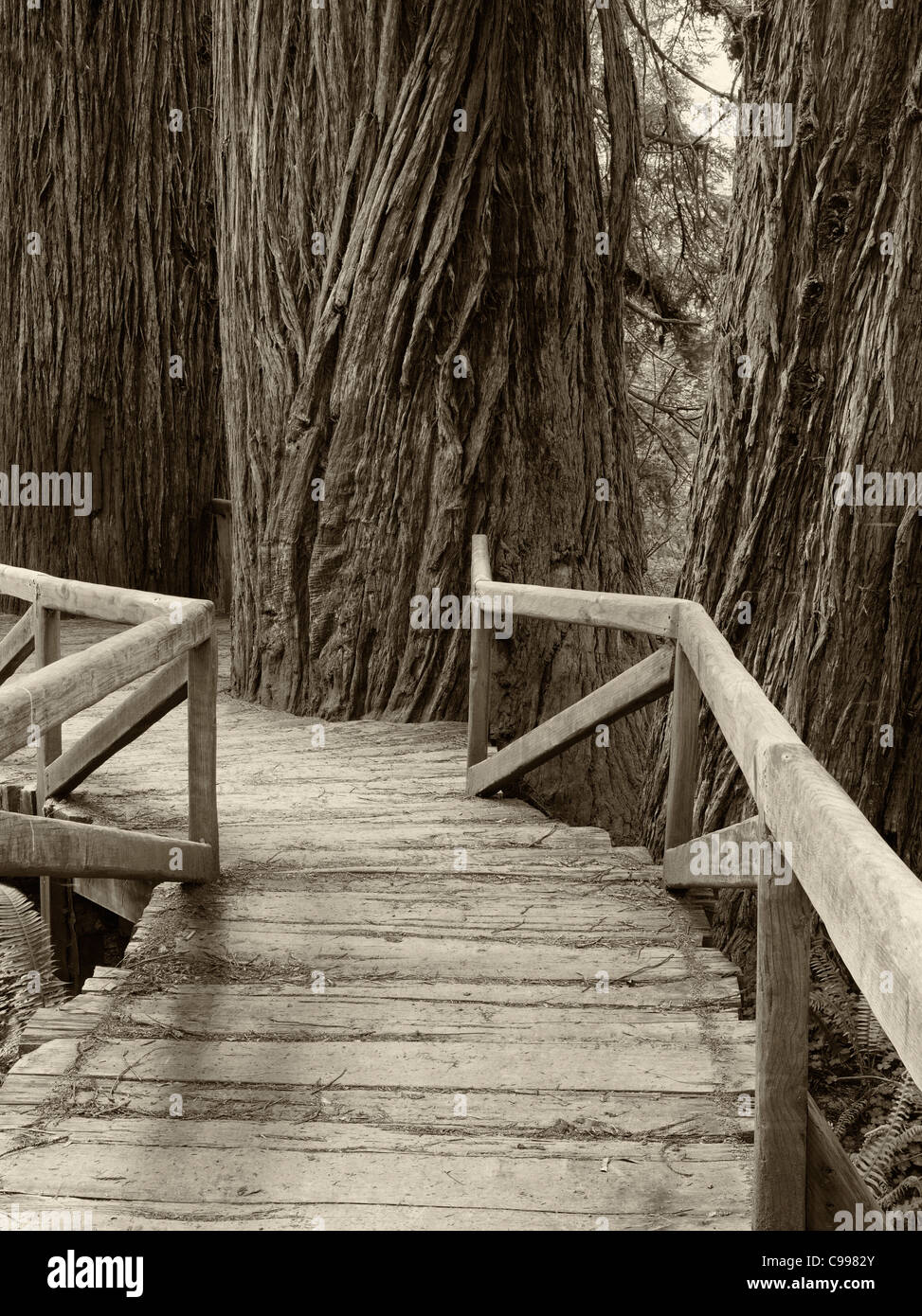 Bridge over creek in Redwood National and State Parks, California Stock Photo