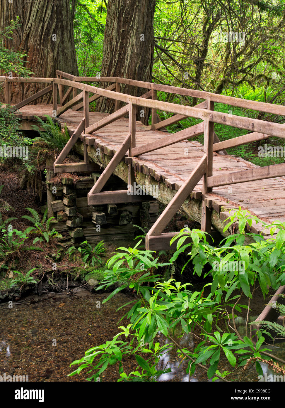 Bridge over creek in Redwood National and State Park, California Stock Photo