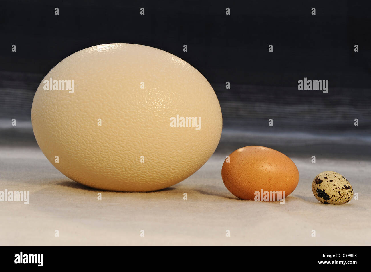 Eggs for scale: Ostrich (Struthio camelus) , domestic chicken, domestic quail Stock Photo