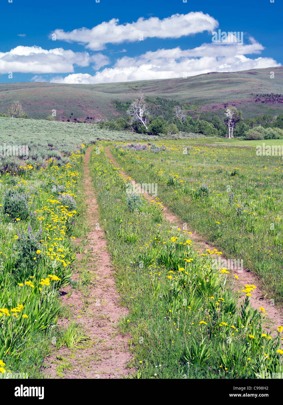 Highway wildflowers hi-res stock photography and images - Alamy