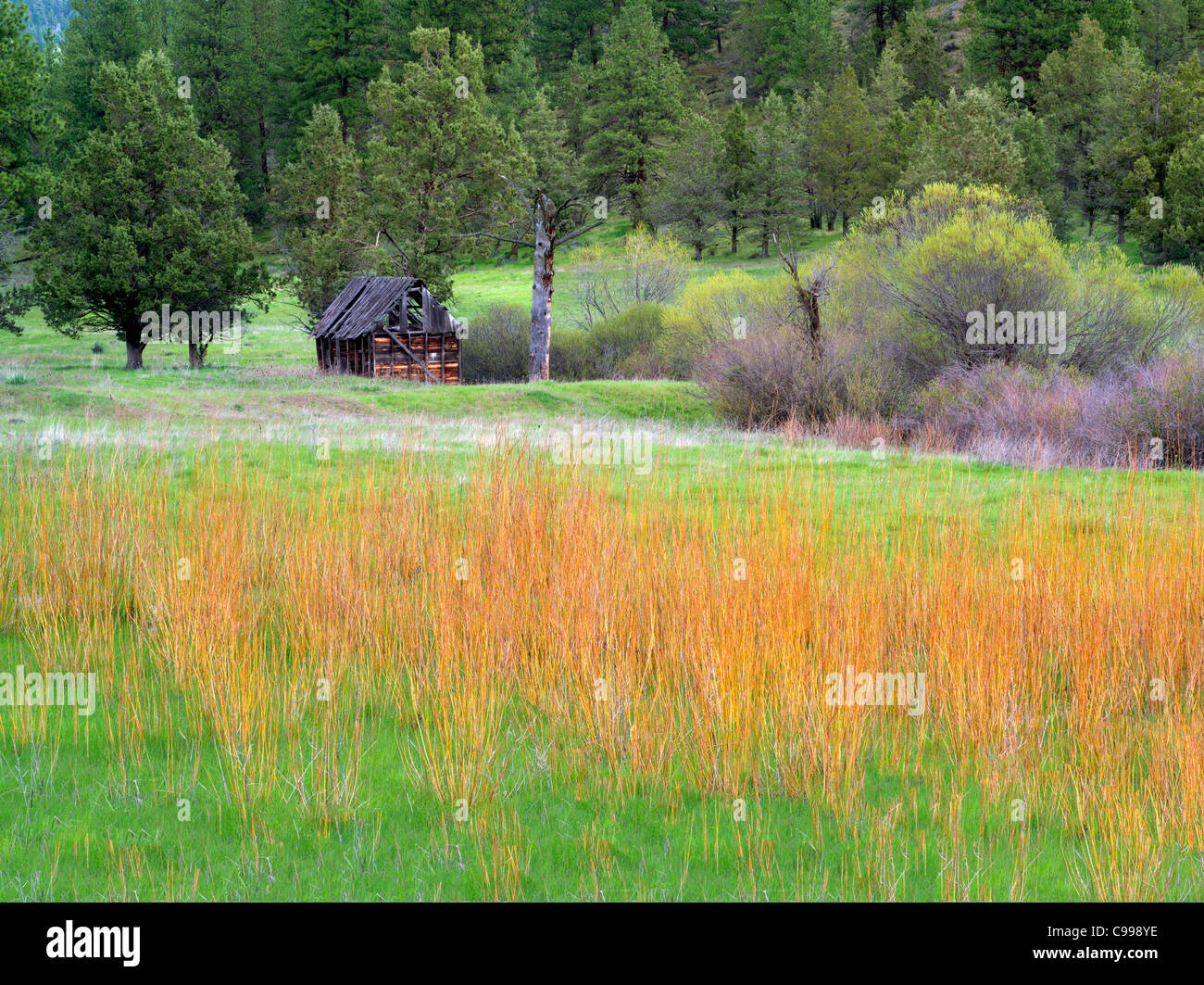 Cabin, willow and pasture. Near Prinville, OR Stock Photo