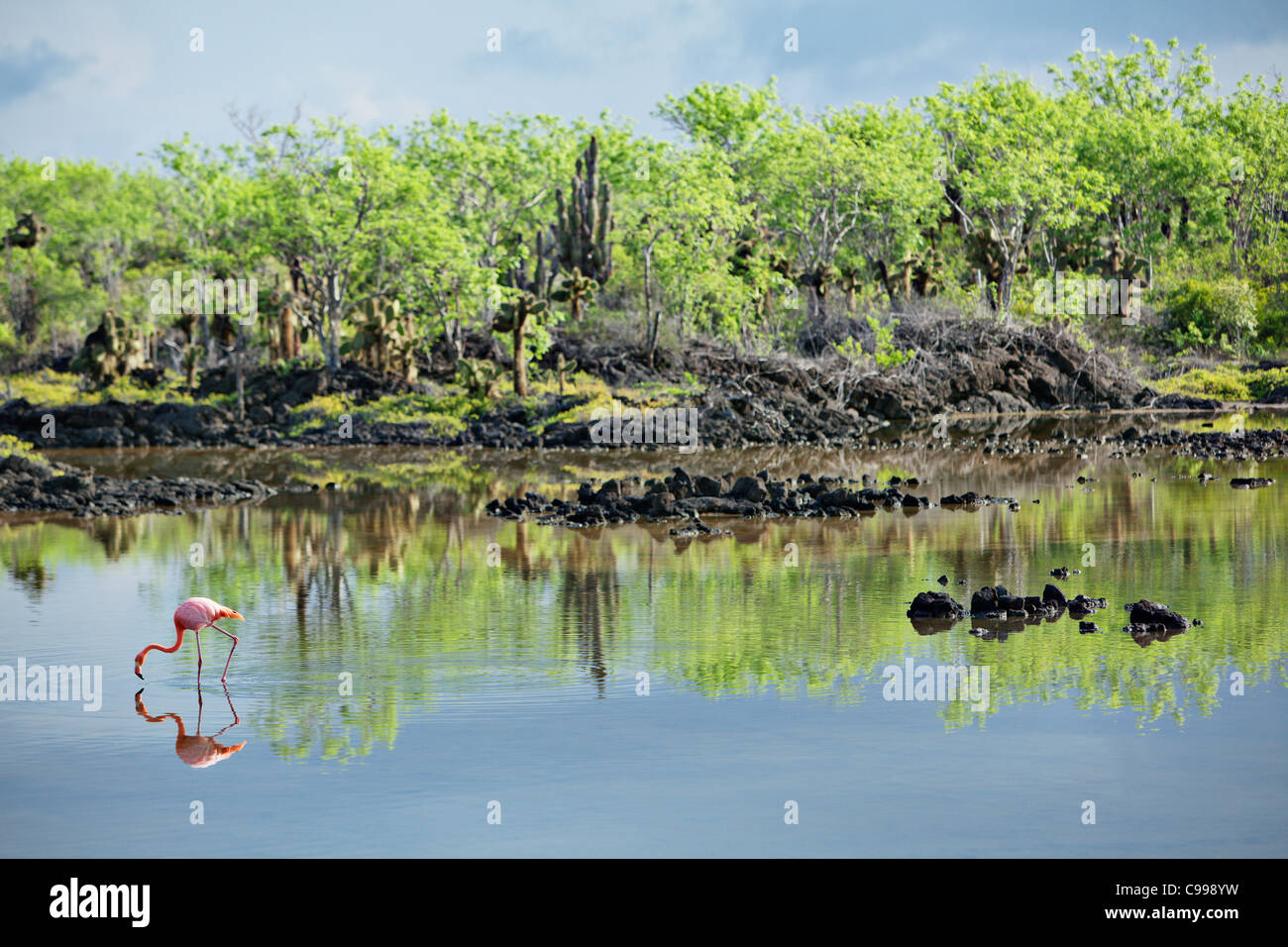 Pink flamingo feeding in a lagoon at Dragon Hill, San Christobal island, Galapagos, Ecuador. Stock Photo