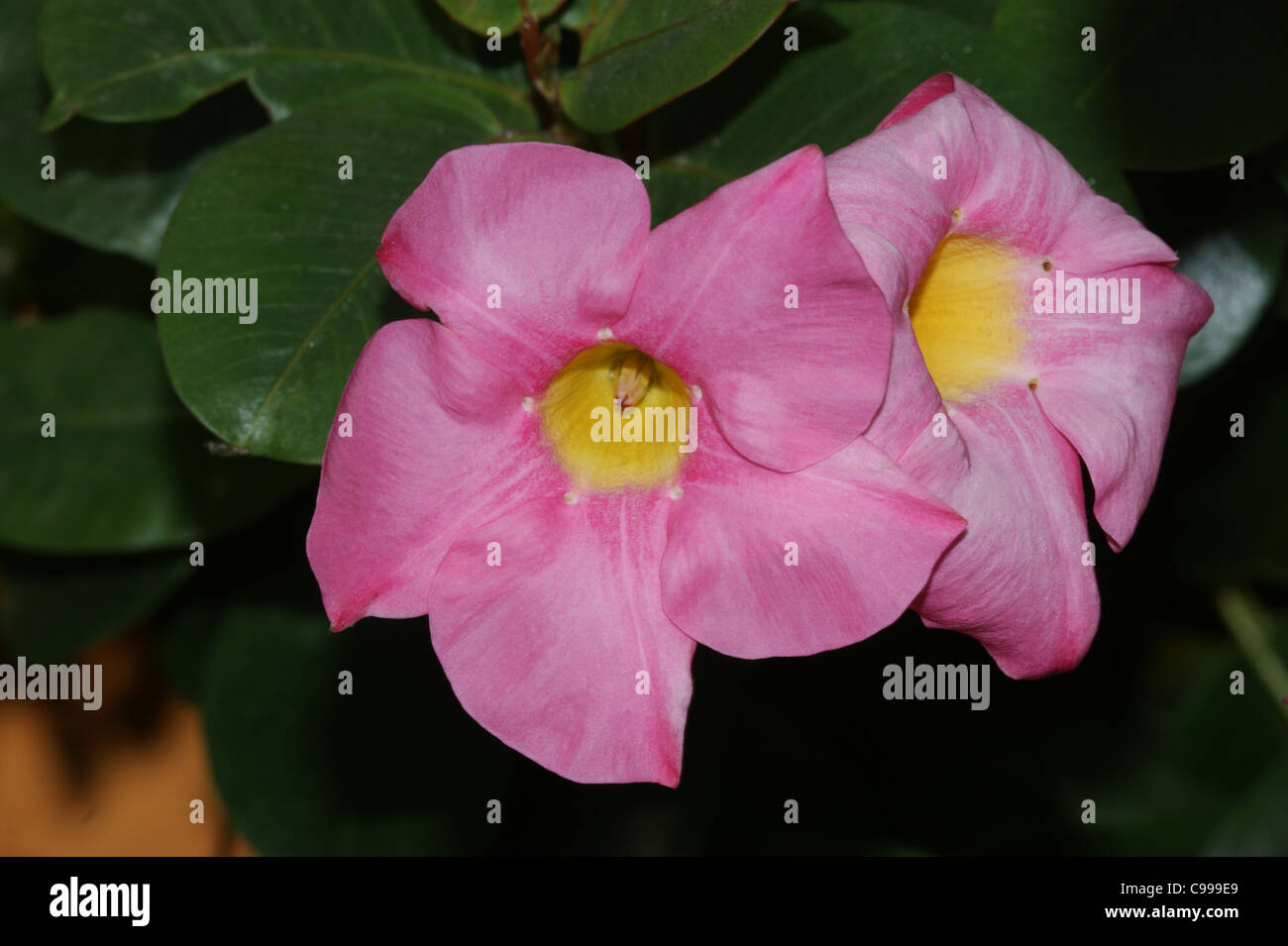 Mandevilla sanderi Stock Photo