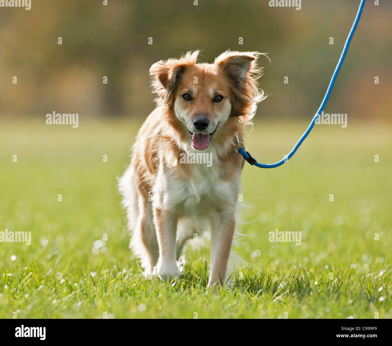 Dog leash hi-res stock photography and images - Alamy