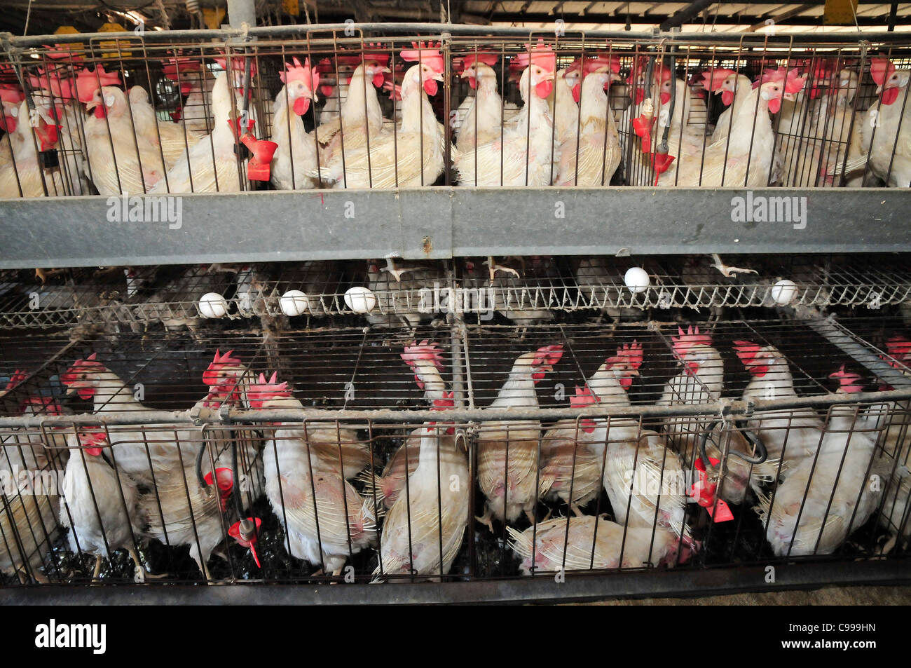 Battery hens hires stock photography and images Alamy