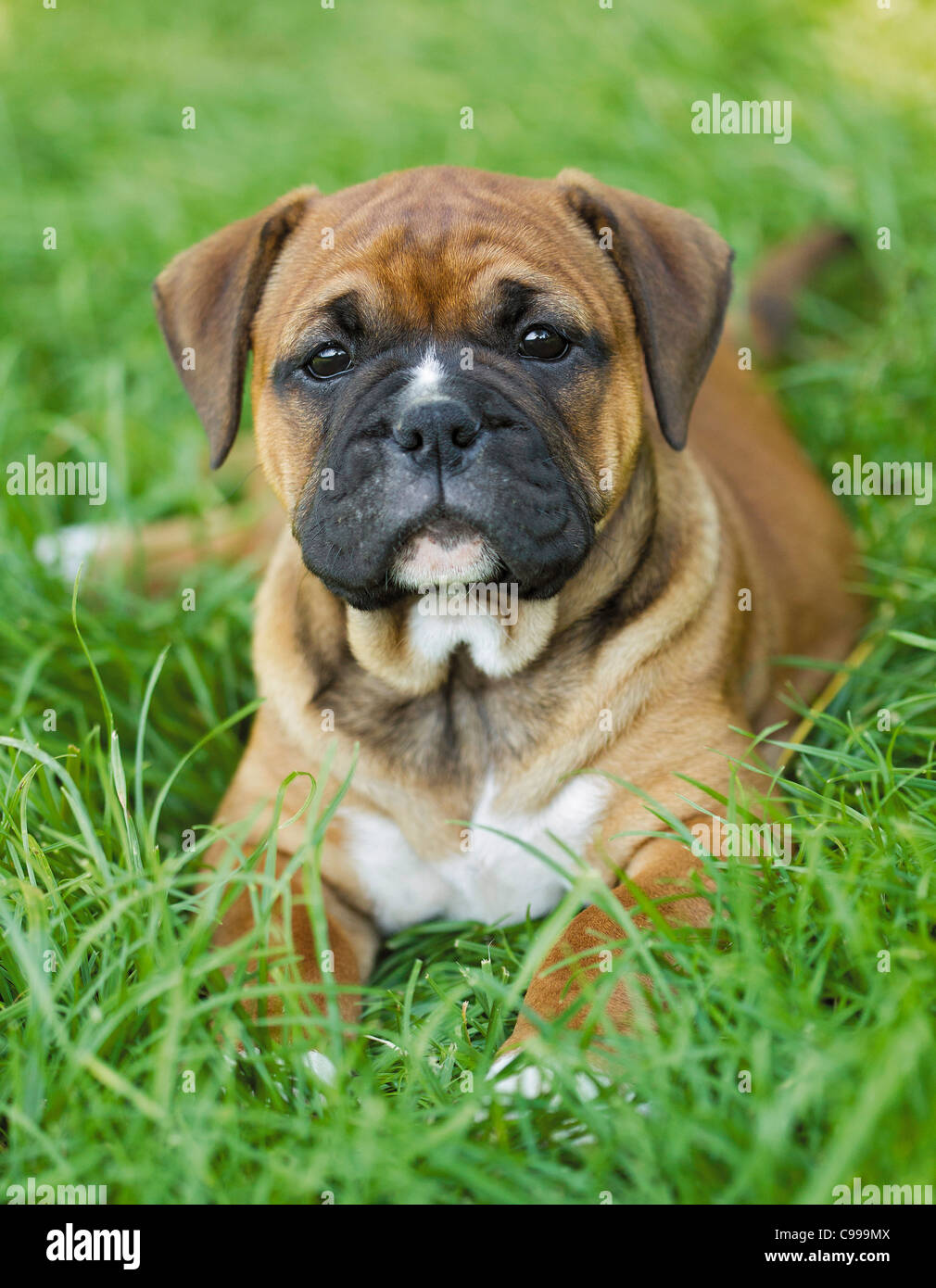 Continental Bulldog Puppy Meadow Stock Photo Alamy