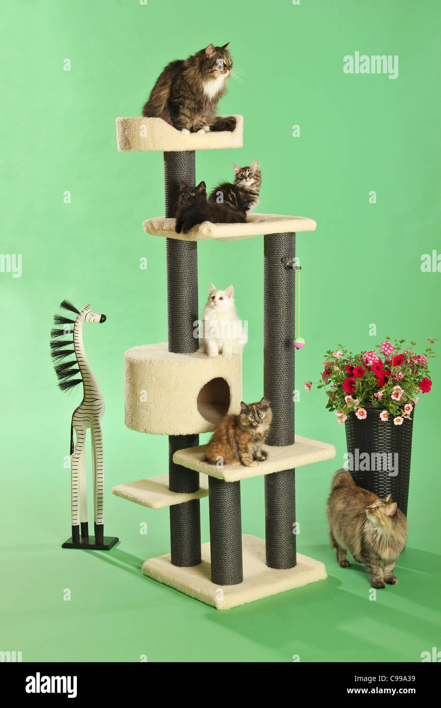 Cat Vs Post different cats and kittens on scratching post Stock Photo - Alamy