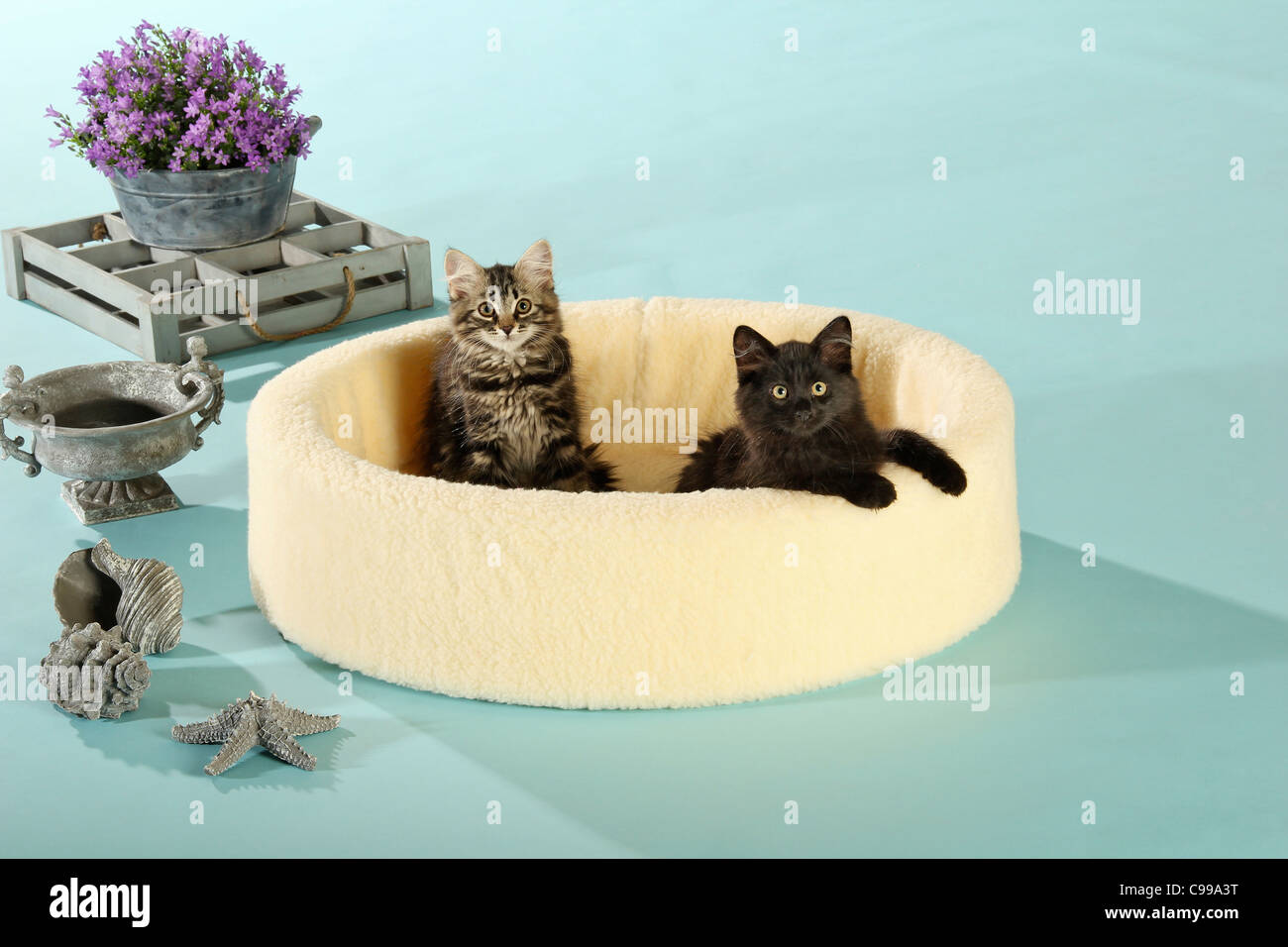 two kittens bed Stock Photo Alamy