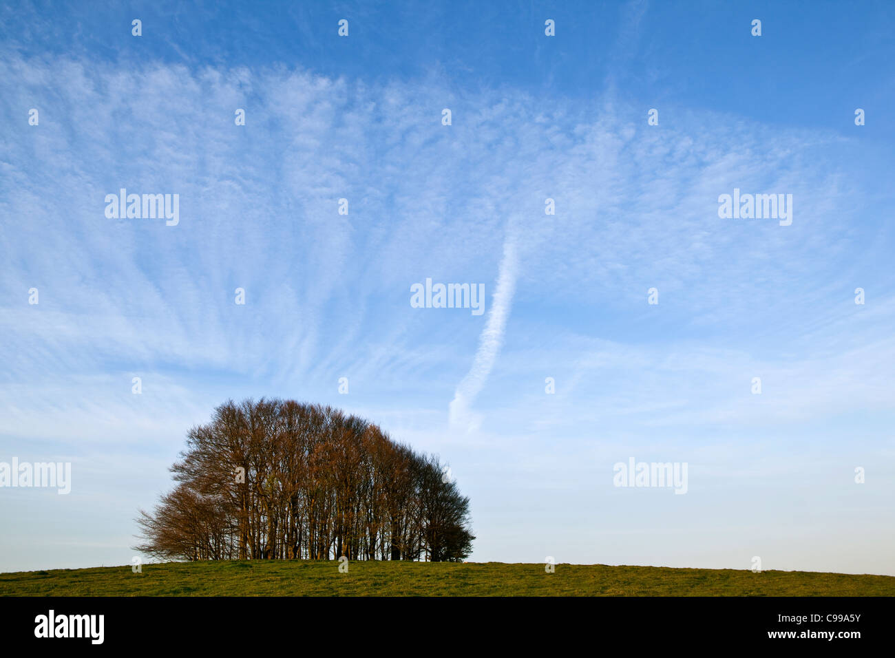 A blue sky with clouds seen behind the clump of beech trees on the top of Win Green Hill in Wiltshire. Stock Photo