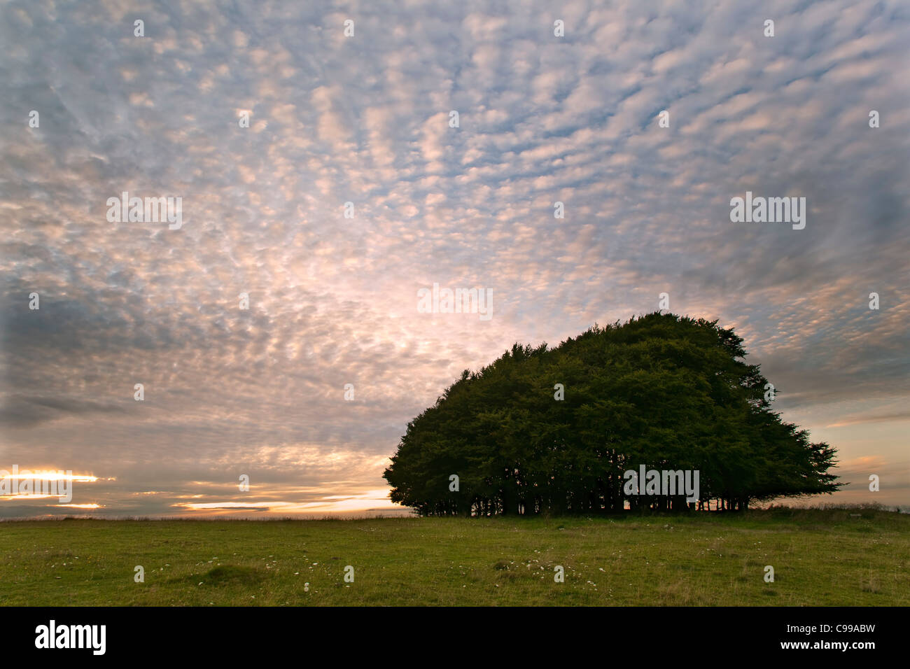 An evening sky seen behind the clump of beech trees on the top of Win Green Hill in Wiltshire. Stock Photo