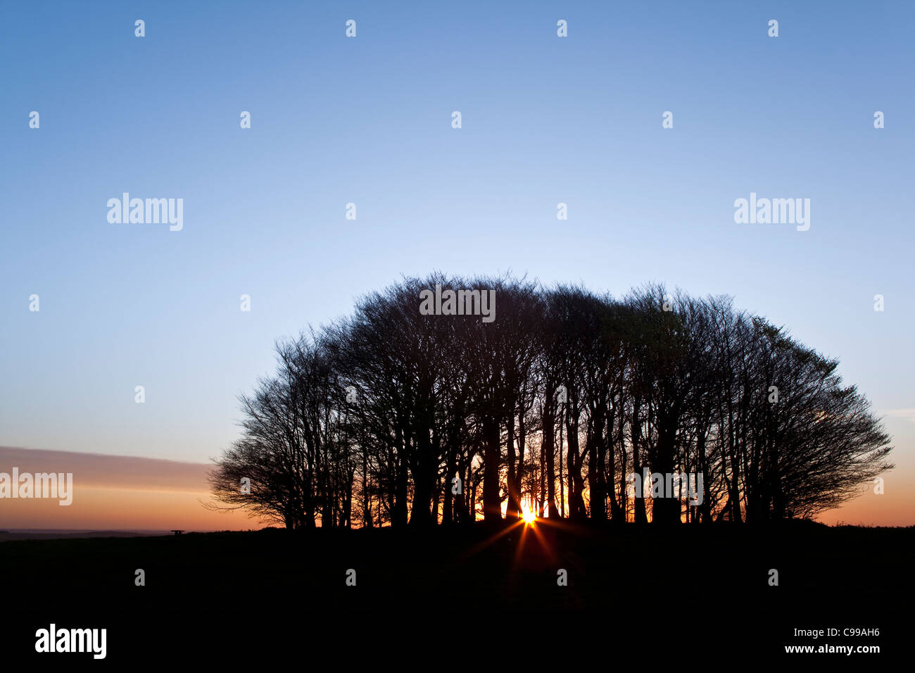The rising sun seen through the clump of beech trees on the top of Win Green Hill in Wiltshire. Stock Photo
