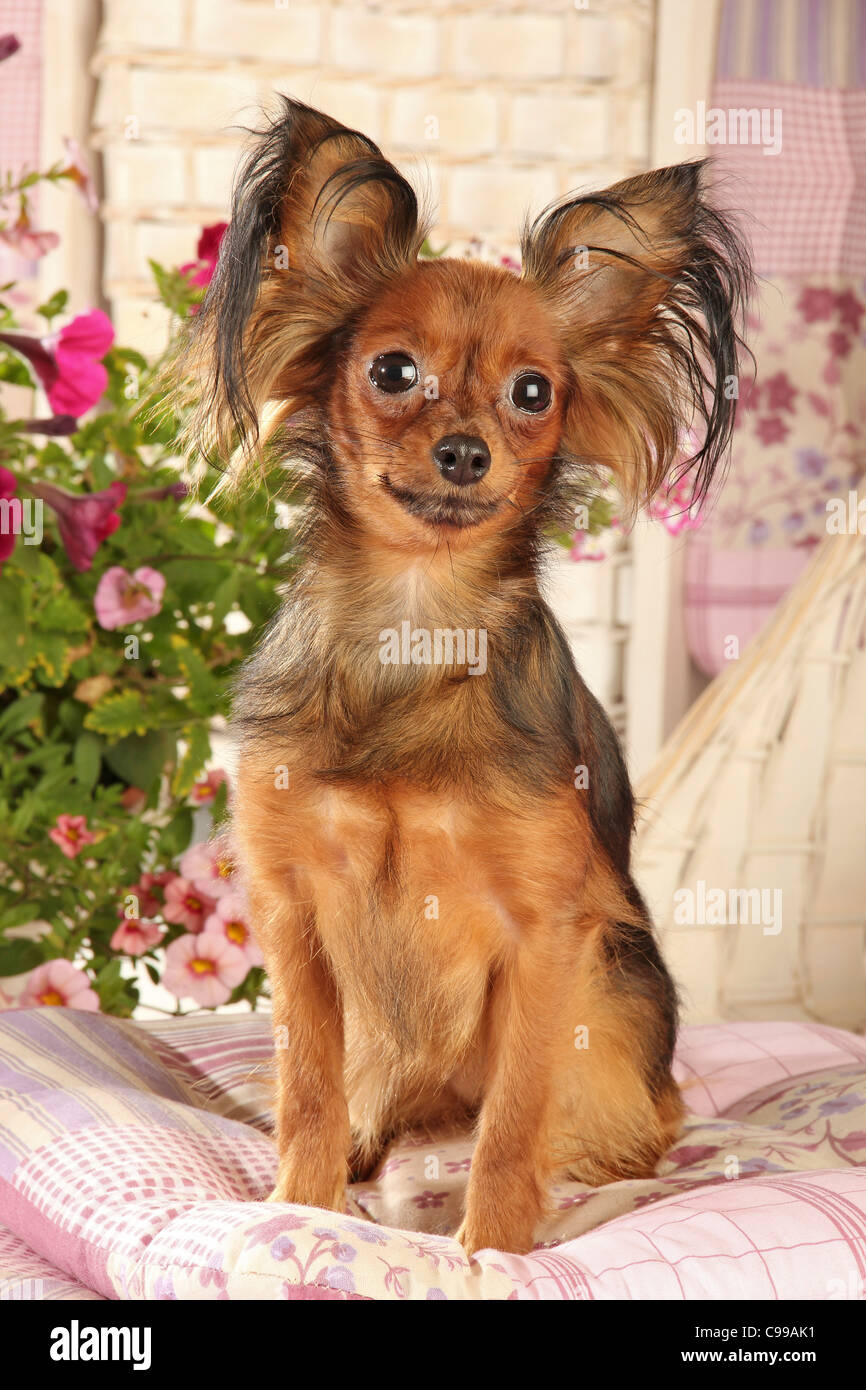 Russian Toy Terrier dog sitting pillow Stock Photo