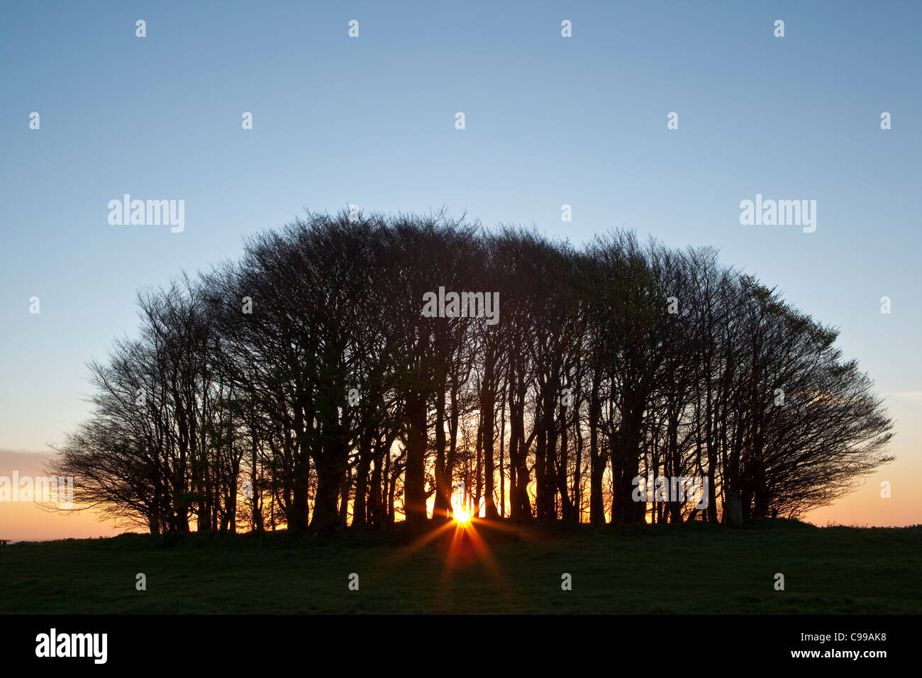 The rising sun seen through the clump of beech trees on the top of Win Green Hill in Wiltshire. Stock Photo