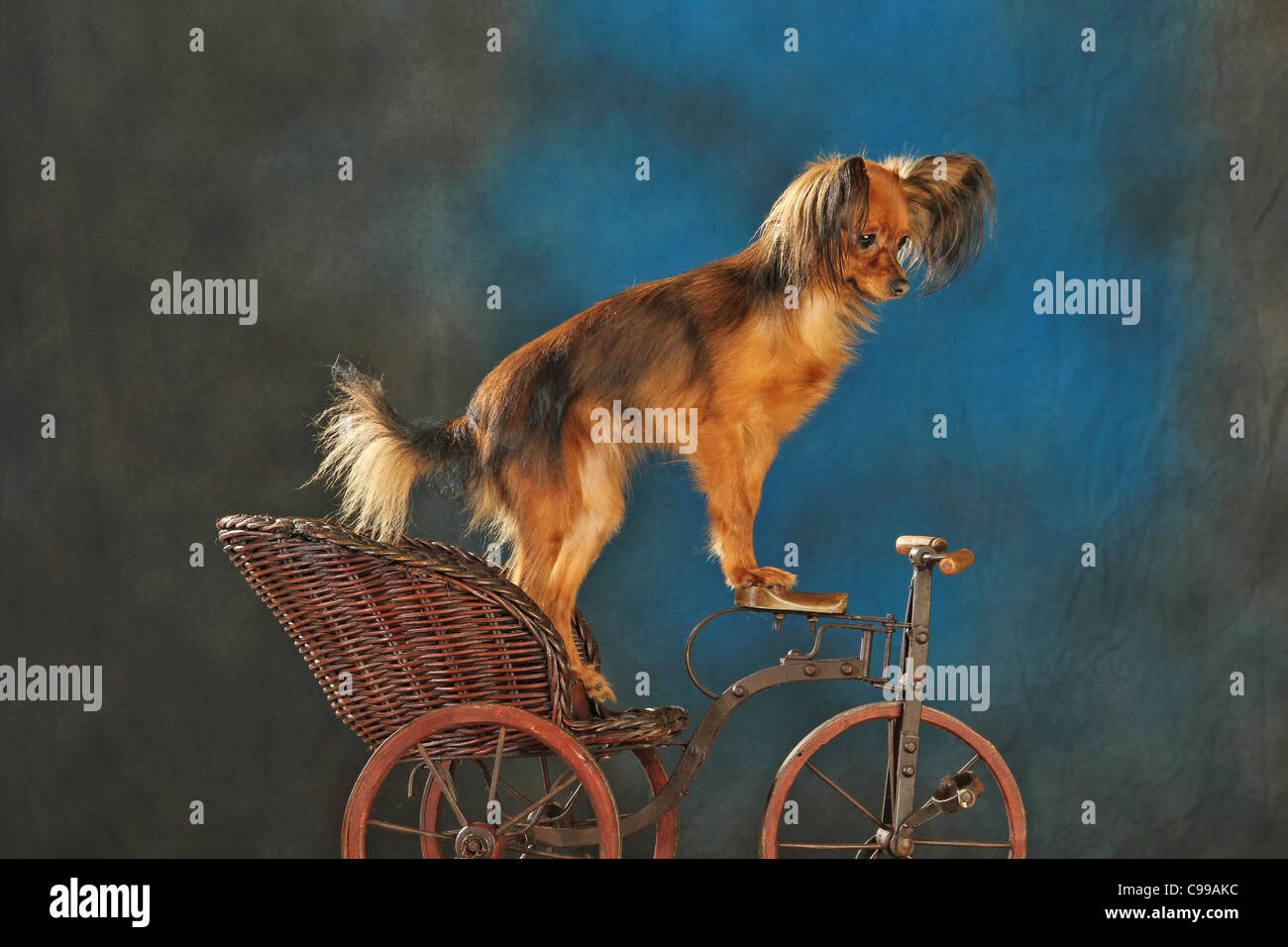 Russian Toy Terrier dog old bike Stock Photo
