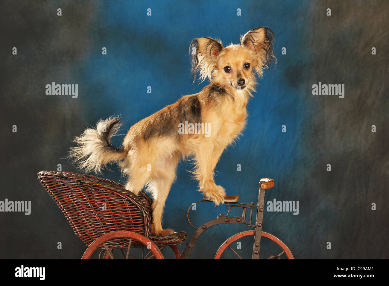 Russian Toy Terrier dog old bike Stock Photo
