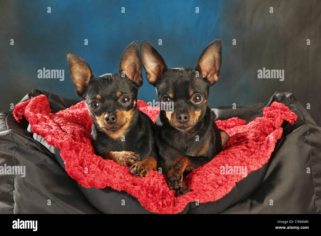 two Russian Toy Terrier dogs pillow Stock Photo
