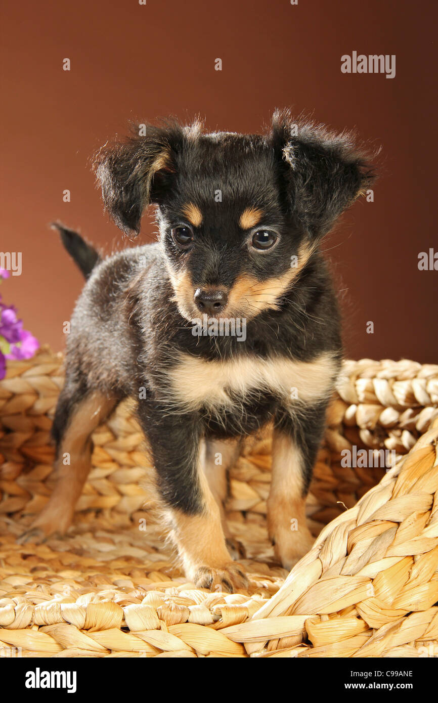 Russian Toy Terrier dog puppy standing Stock Photo