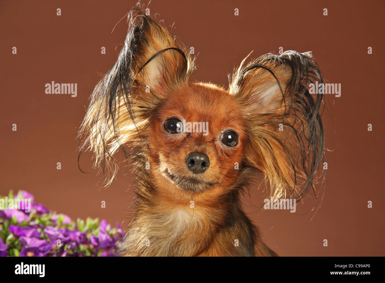 Russian Toy Terrier dog portrait Stock Photo