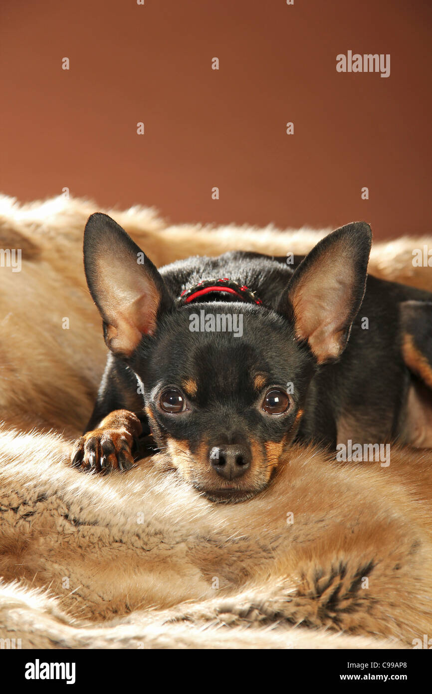 Russian Toy Terrier dog lying blanket Stock Photo