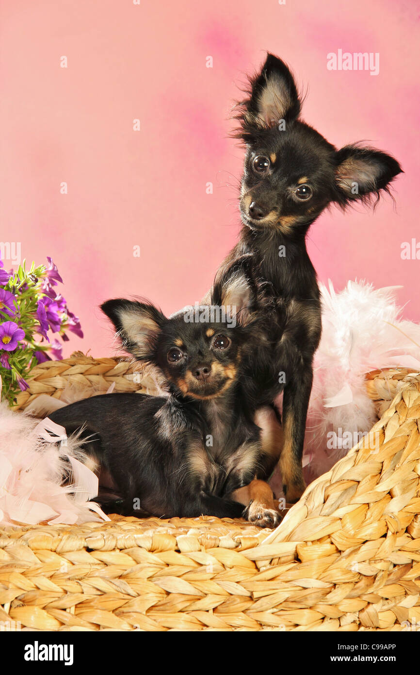two Russian Toy Terrier dogs Stock Photo