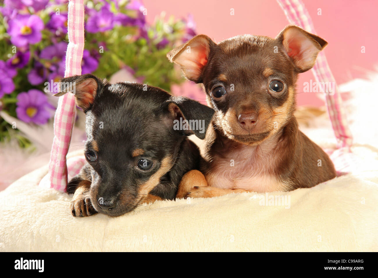 Russian Toy Terrier dog two puppies lying Stock Photo