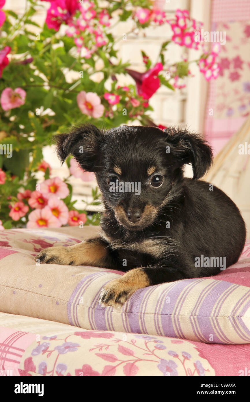 Russian Toy Terrier dog puppy lying Stock Photo
