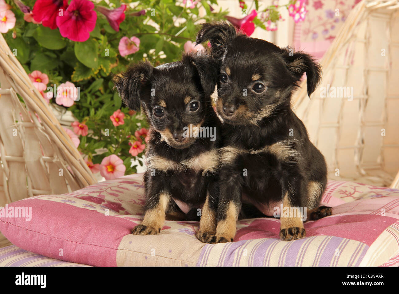Russian Toy Terrier dog two puppies sitting Stock Photo