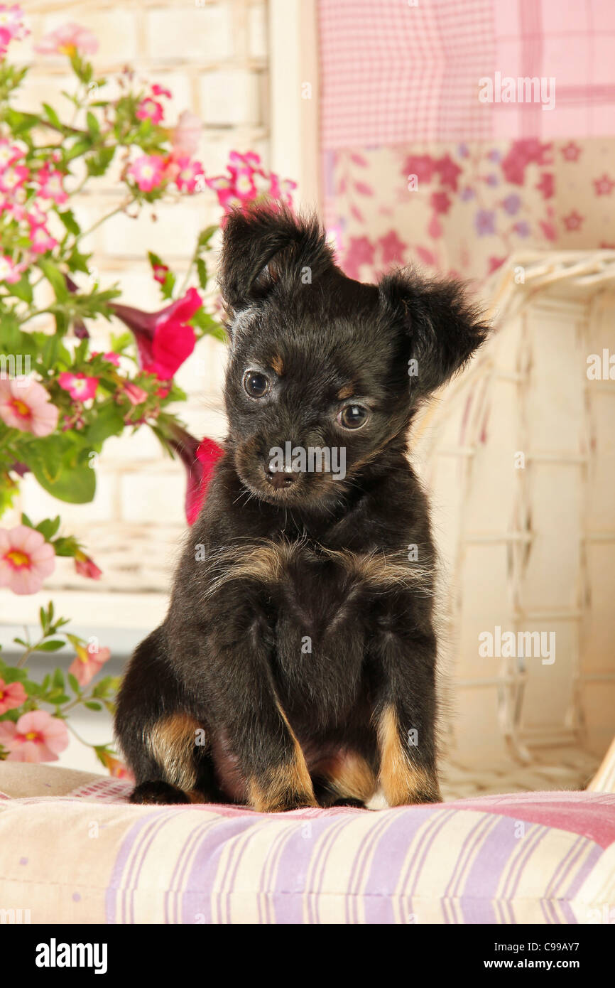 Russian Toy Terrier dog puppy sitting Stock Photo