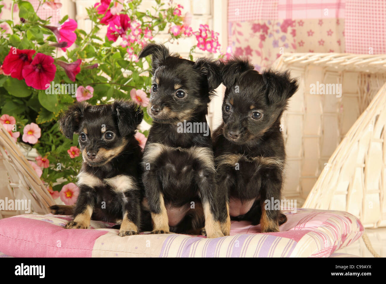 Russian Toy Terrier dog three puppies sitting Stock Photo