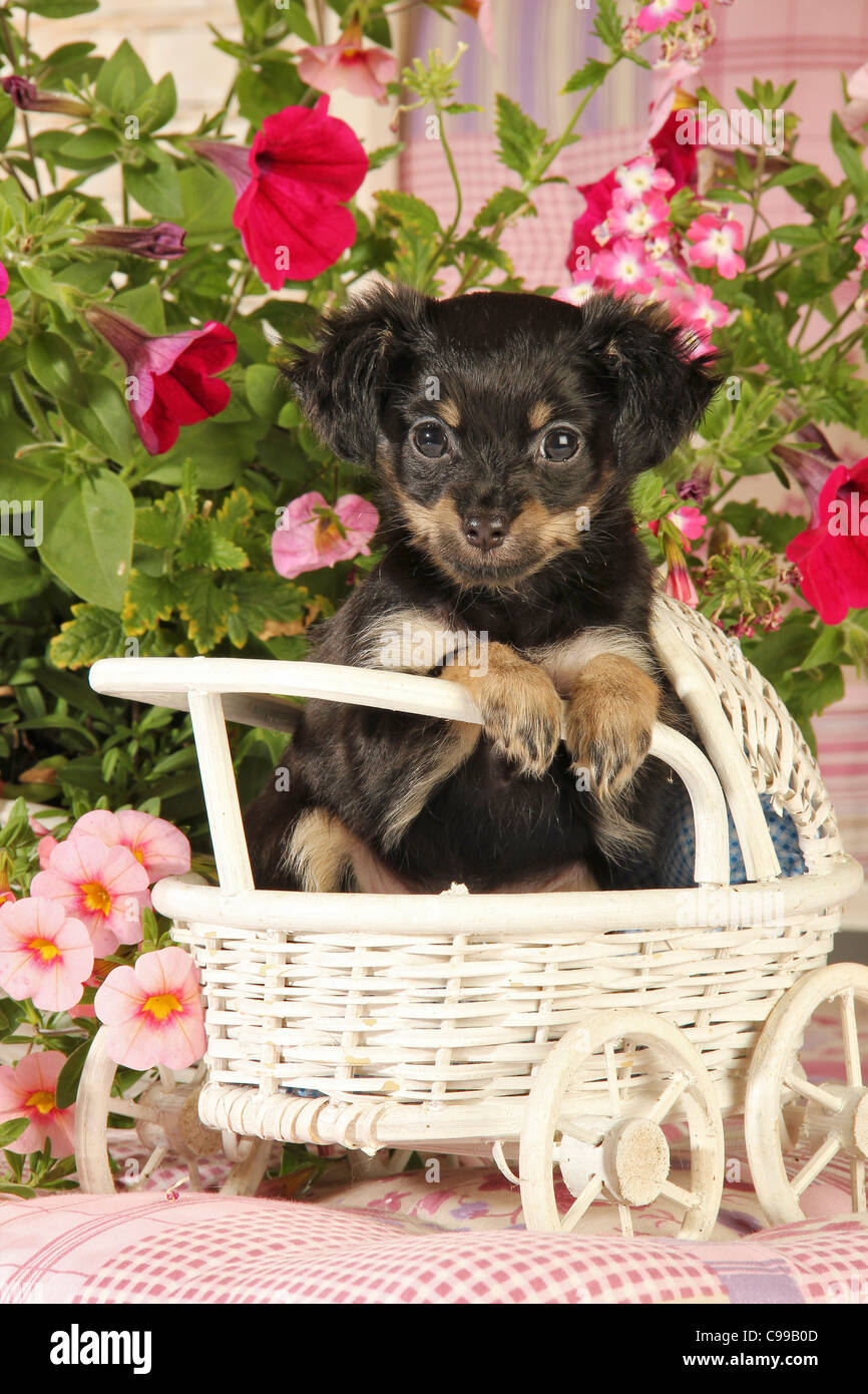 Russian Toy Terrier dog puppy sitting Stock Photo