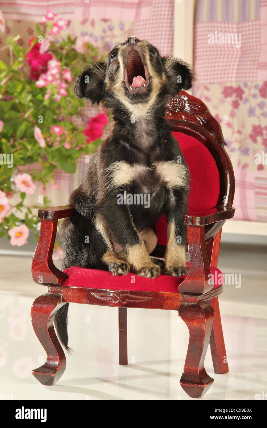 Russian Toy Terrier dog puppy sitting chair Stock Photo