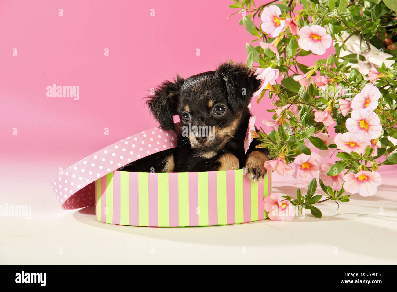 Russian Toy Terrier dog puppy box Stock Photo