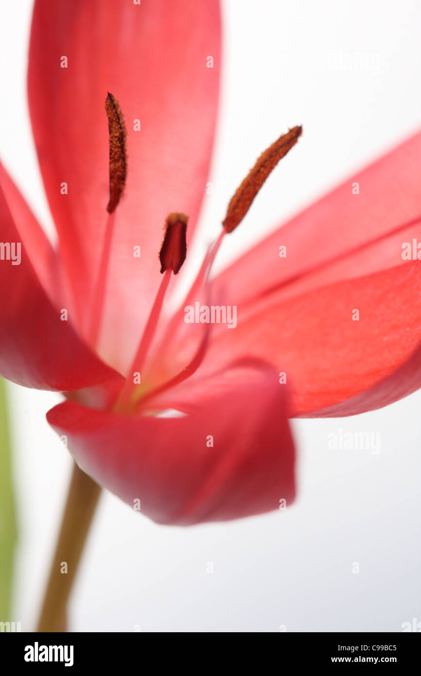 Macro of Kaffir Lily Stock Photo
