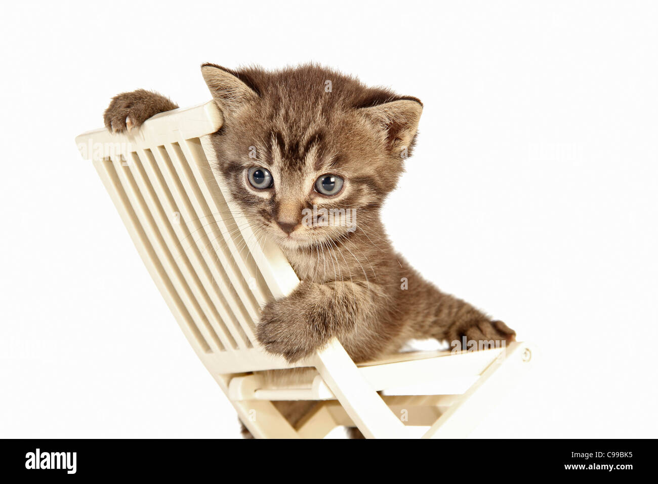 domestic cat - kitten (27 days) on chair Stock Photo